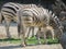 Slender striped black and white zebra walking in the zoo in Erfurt.