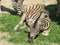 Slender striped black and white zebra walking in the zoo in Erfurt.