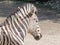 Slender striped black and white zebra walking in the zoo in Erfurt.