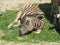 Slender striped black and white zebra walking in the zoo in Erfurt.