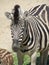 Slender striped black and white zebra walking in the zoo in Erfurt.