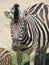 Slender striped black and white zebra walking in the zoo in Erfurt.