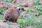 Slender-tailed Meerkat