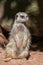 Slender-tailed Meerkat