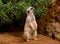 Slender-tailed meerkat