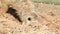 Slender-tailed Meerkat are digging sand.