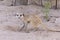 Slender-tailed Meerkat or Suricate Suricata suricatta Kalahari, Northern Cape, South Africa