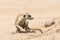 Slender-tailed Meerkat or Suricate Suricata suricatta , Kalahari, Northern Cape, South Africa