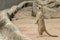 Slender-Tailed Meerkats Suricata suricatta standing and looking for something.