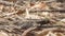 Slender-tailed Nightjar on Ground