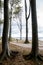 Slender tall beech trees at the seaside, vertica