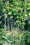 Slender tall palm trees on the edge of the rainforest