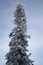 Slender tall spruce tree in the snow.
