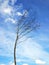 Slender tree with blue sky