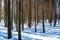 Slender tree trunks in the winter forest