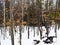 Slender trees in winter