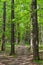 Slender trees in young forest green in summer