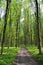 Slender trees in young forest green in summer