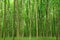 Slender trees in young forest green in summer.