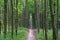 Slender trees in young forest green in summer.