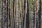 Slender trunks of tall pines
