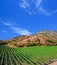 Slender vine rows