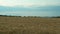 A slender woman walks along a path in the forest along a field of wheat and smiles on a summer day.