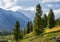 Slender young Siberian cedars on a hillside