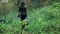 Slender young woman in a brown jacket walking through the forest holding a basket. 4K steadicam shot