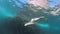 A slender young woman swims in a scuba mask and snorkel underwater in a transparent sea with a sandy bottom