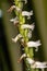 Slenderleaf False Dragonhead Flower
