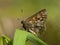 Sleutelbloemvlinder, Duke of Burgundy Fritillary