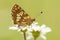 Sleutelbloemvlinder, Duke of Burgundy Fritillary