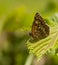 Sleutelbloemvlinder, Duke of Burgundy Fritillary