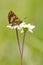 Sleutelbloemvlinder, Duke of Burgundy Fritillary