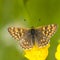 Sleutelbloemvlinder, Duke of Burgundy Fritillary, Hamearis lucina