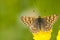 Sleutelbloemvlinder, Duke of Burgundy Fritillary, Hamearis lucina