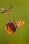 Sleutelbloemvlinder, Duke of Burgundy Fritillary, Hamearis lucina