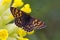 Sleutelbloemvlinder, Duke of Burgundy Fritillary, Hamearis lucina