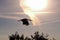 Slhouette of a white stork bird in flight