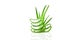 Slice Aloe Vera a very useful herbal medicine for skin care and