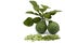 Slice Bergamot, Kaffir lime, Leech lime or Mauritius papeda fruit and leaf isolated on white background.