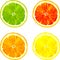 Slice of citrus fruits drawing by watercolor