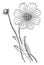 Slice, flower, head, Coreopsis, perfect, tubular, ray, Neutral, leaves, involucre vintage illustration