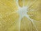 a slice of juicy fresh yellow aromatic bergamot very close in detail close-up macro. fruit background. pattern. citrus.