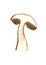 Slice of mushroom