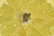 Slice of ripe lemon in water on white background. Close-up of lemon in liquid with bubbles. Slice of ripe citron in