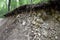 A slice of soil in a mountain forest. Plants on rocks