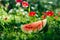 slice of watermelon. Green grass red pink and white flowers backfround. Juicy summer colors