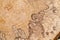 Sliced alder wood detail, macro shot. Alder tree cross section background. Close-up wood texture of tree trunk.